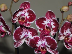 Storczyk inny niż wszystkie. Może pachnieć jak czekolada