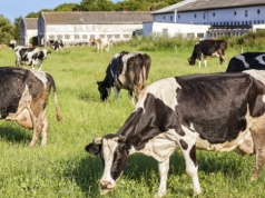 Ukraińskie mleczarstwo mocno przyspiesza. Zyski skoczyły niemal o 100 procent