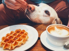 Od Belgii po USA. Jak gofry stały się globalnym hitem?