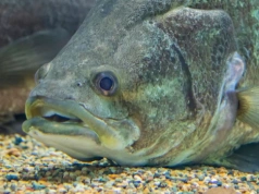 Gdy mierzyli rybę, aż drżały im ręce. Padłby rekord Polski, gdyby nie jeden szczegół