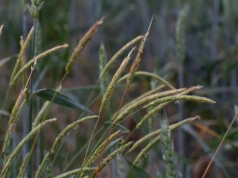 Flufenacet znika z rynku. Jak skutecznie zwalczyć wyczyńca bez niego?