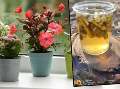 Ogrodnicy się nie patyczkują. Zamiast kupować, robią swój ukorzeniacz. Kwiaty będą wniebowzięte