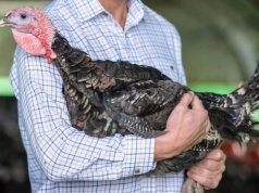 10 tys. zł za opiekę nad indykami. Potrzebują ludzi do pracy na wsi od zaraz