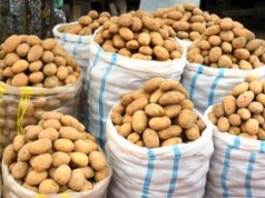 Zebrali ziemniaki, nie mogą ich sprzedać. "Od miesiąca telefon milczy"