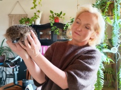 Z wizytą u opiekunki chorych jeży | WIDEO