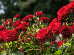 To ostatni dzwonek, by wykonać ten zabieg. Dzięki niemu nie zliczysz róż