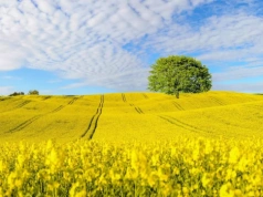 Jeden insektycyd i szerokie spektrum działania - LEPTOSAR® 200 SL
