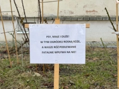 Psy „podlewają” ogród? Dlaczego to poważny problem i jak skutecznie go rozwiązać