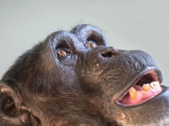 Szympans z Japonii zaskoczył wszystkich. Stworzył muzykę