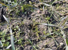 Do kiedy można odchwaszczać zboża ozime wiosną?