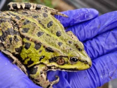 W Karkonoszach ratują żaby. Kulminacja migracji płazów dopiero przed nami