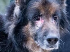 Owczarek niemiecki ważył 24 kg! Ekostraż szuka nowego domu dla Bolsa