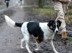 Podaruj psiakom spacer na Wielkanoc. Schronisko zaprasza w sobotę