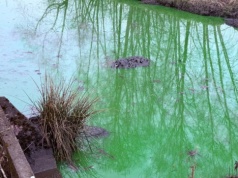 Zielona trucizna w rzece Olechówce. ZWiK ustalił, skąd wyciekło blisko 500 litrów chemikaliów