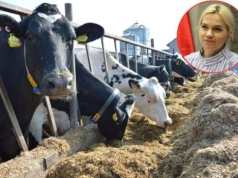 Ceny mleka: różnice sięgają nawet 2 zł/l. Rolnicy chcą wyjaśnień