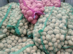 Ceny ziemniaków spadają. Eksport ratuje rynek, ale nie wszystkich