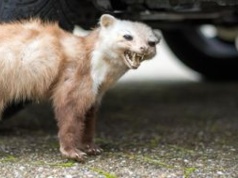 Rozbij przed domem. Żadna kuna tego nie wytrzyma