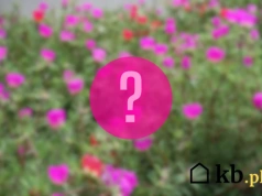 Posiejesz i zapomnisz. A ogród i tak będzie pełen kwiatów