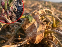 Stan części upraw rzepaku ozimego jest alarmujący. Są plantacje do likwidacji i te „na granicy”