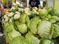 Kiedy polska kapusta trafi na rynek? Producenci wskazują termin