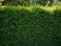 Jak wysoki może być żywopłot? Ten limit może zdecydować o konflikcie