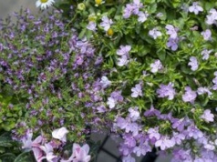 Zastąpi kultowe pelargonie? Nowy wiosenny hit balkonów