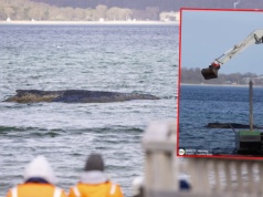 Walczą o życie wieloryba, który utknął w Bałtyku. Do akcji wkroczyły koparki