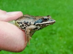 Zaczęły się wędrówki płazów po Warszawie. Na ulice wyjdą też nurogęsi