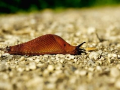 Zrób to na przełomie marca i kwietnia. Ślimaki nie ruszą roślin