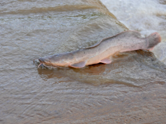 Afrykańska ryba niszczy brazylijskie ekosystemy