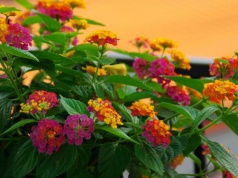 Surfinie możesz schować do garażu. Jest inna królowa balkonów. Niedoceniona, a piękna