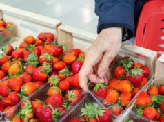 Kiedy krajowe truskawki? Oto data pierwszych dostaw do sklepów