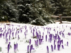 "Efekt masowego kwitnienia nie zostanie powtórzony". Śnieg niszczy krokusy w Tatrach