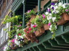 Kwiaty, które możesz posadzić już w kwietniu. Niektóre zaskoczą odpornością na mróz