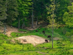 Rekordowa liczba żubrów w Bieszczadach. Eksperci wskazują na zagrożenia