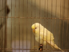 Nawet 25 000 euro kary za „wietrzenie” kanarka na parkingu. Niemiecka policja bez litości dla kierowcy