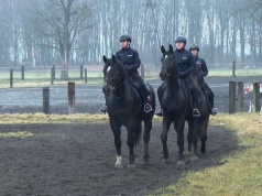 Konie i psy na służbie. W pracy są niezastąpione
