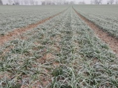 Początek wiosennego sezonu ubezpieczenia upraw