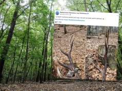 W lesie możesz znaleźć prawdziwy skarb. Leśnicy pokazali zdjęcia. Jest sporo warty