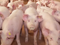 Ceny świń w UE stabilne, w Polsce na lekkim minusie. Dargiewicz: Brak impulsu do podwyżek