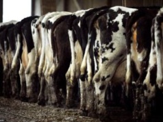 Boją się fermy bydła. Inwestor mówi o manipulowaniu informacjami