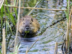 Bobry przywracają bioróżnorodność. To kolejny pozytywny efekt ich obecności