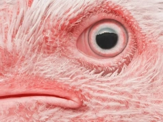 Pierwszy przypadek ptasiej grypy u człowieka na terenie UE