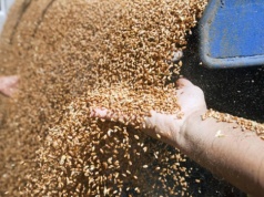 27.03.2026 Ceny skupu zbóż, kukurydzy, oleistych i strączkowych: pełne magazyny i ceny sprzed 20 lat