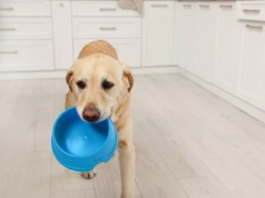 Nowi gracze na rynku pet food. Jak catering dla zwierząt buduje swoją pozycję?