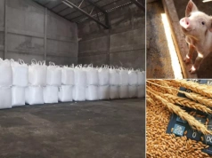 Ceny pszenicy i świń w dół. Nawozy drożeją z każdą dostawą