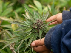 Za to można dziś trafić za kratki. W Sejmie projekt depenalizacji, politycy zdecydują o ważnych zmianach