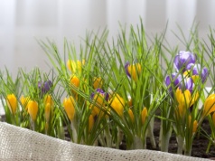 Nie szukaj ich w górach. Krokusy możesz uprawiać na parapecie