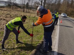 Żaby bezpieczne na drodze. Osadzeni w ZK Opole Lubelskie pomagają płazom w pokonaniu jezdni