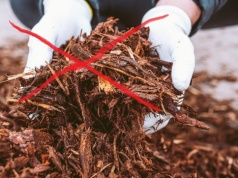 Zapomnij o korze i żwirze. Rośliny przejmują ich funkcję i wyglądają o niebo lepiej